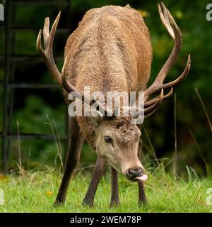 Die URKOMISCHEN BILDER zeigen einen majestätischen Rothirsch, der im Studley Royal Park in North Yorkshire eine Himbeere bläst. Stockfoto