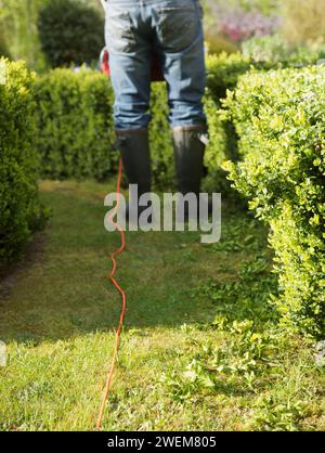 Rückansicht der Beschneidung einer Hecke mit elektrischen Trimmer, kopflosen Gärtner Stockfoto