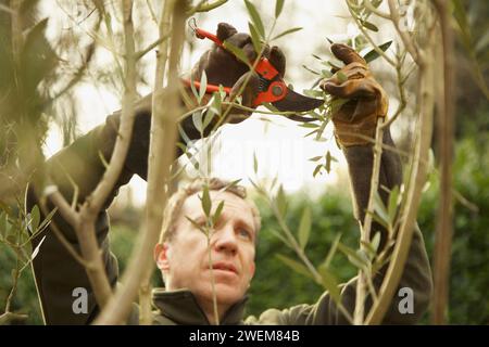 Gärtner-Baumschnitt-Baum Stockfoto