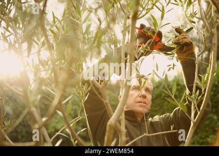 Gärtner-Baumschnitt-Baum Stockfoto