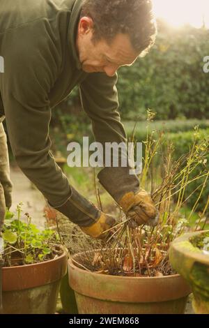 Gärtner, entfernen Unkraut aus Blumentopf Stockfoto