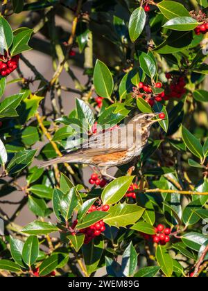 Rotflügelvogel ernährt sich von roten Beeren in einem Stechpalme Stockfoto