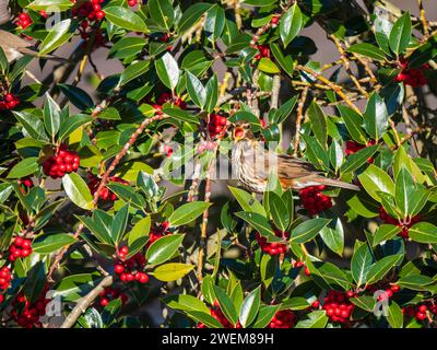 Rotflügelvogel ernährt sich von roten Beeren in einem Stechpalme Stockfoto