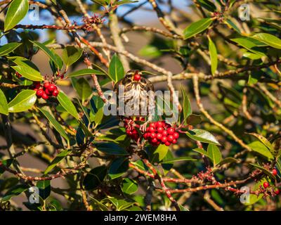 Rotflügelvogel ernährt sich von roten Beeren in einem Stechpalme Stockfoto