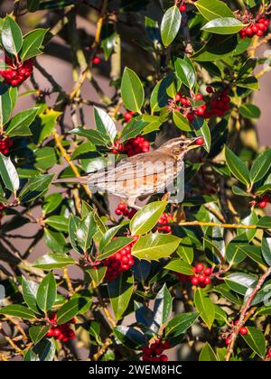 Rotflügelvogel ernährt sich von roten Beeren in einem Stechpalme Stockfoto