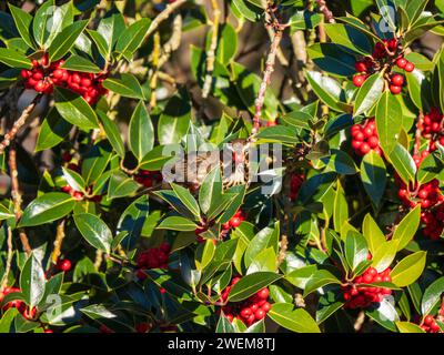 Rotflügelvogel ernährt sich von roten Beeren in einem Stechpalme Stockfoto