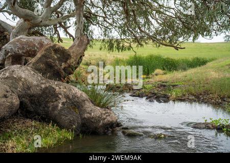 Ein alter Eukalyptusbaum, der an einem Flussufer auf einer nachhaltigen landwirtschaftlichen Farm wächst Stockfoto