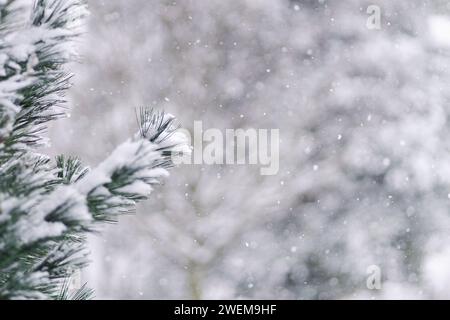 Winterschnee fällt auf Kiefer Nahaufnahme mit Kopie Stockfoto