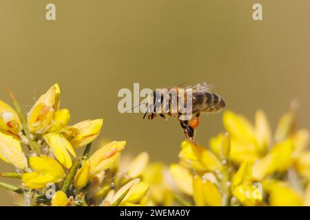APIs mellifera-Biene, die über Ginsterblüten im Naturpark Sierra de Mariola, Alcoi, Spanien, fliegt Stockfoto