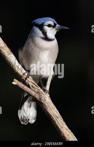 Ein Blue Jay, der auf einem Kiefernzweig sitzt Stockfoto