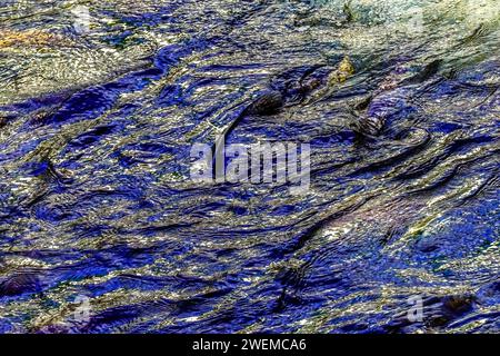 Mehrfarbiger Lachs Issaquah Creek Wahington Stockfoto