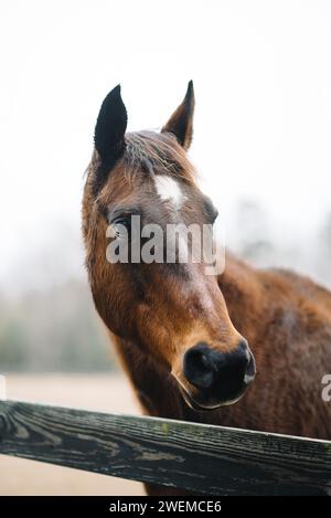 Nahaufnahme von Brown Bay Horse Stockfoto