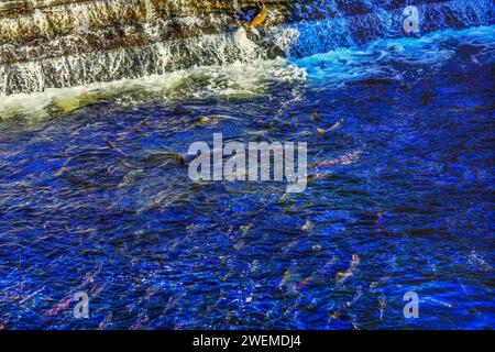 Mehrfarbiger Salmon Dam Issaquah Creek Wahington Stockfoto