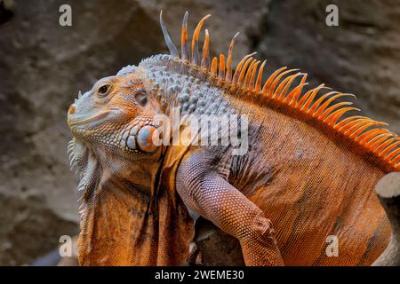 Grüner Iguana, Leguana Leguana, erwachsener Mann, der auf dem Zweig steht Stockfoto