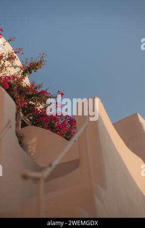 Niedriger Winkel der Bougainvillea, die auf dem Gebäude mit Treppe wächst Stockfoto