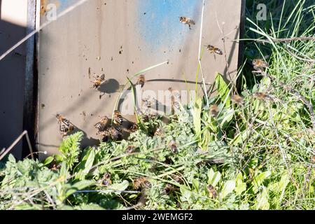 Honigbienenaktivität in einem traditionellen Holzbienenstock im huelva-Gebirge zur Bestäubung von Plantagen und zur Gewinnung von Honig Stockfoto