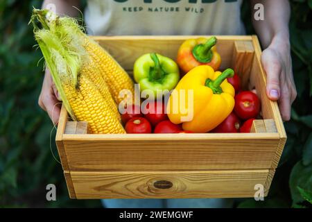 Frau, die frisch geerntetes Gemüse in Kiste bei Bio hält Stockfoto