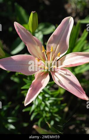 Foto rosa Lilie, verziert mit eleganten Blütenblättern von üppig grünen Blättern. Stockfoto