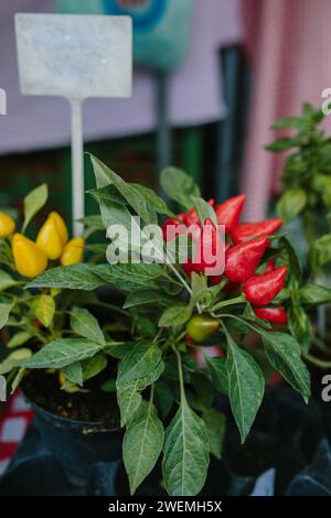 Rote und gelbe Chilischoten in einem Topf auf der Theke Stockfoto