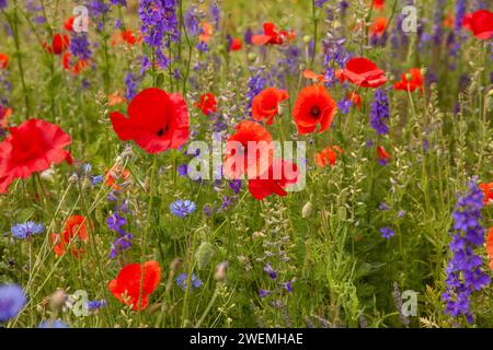 Fantastisches Blumenbeet aus wildem Frühling mit rotem Mohn und Lavendar Stockfoto