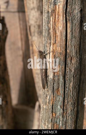 Grashüpfer im Herbst, perfekt getarnt mit dem Stamm. Sie sind von der Vegetation gefräßig und schaden der Landwirtschaft, aber Heuschrecken und Grillen sind es Stockfoto