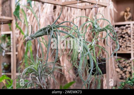 Wunderschnes Platycerium, Staghornfarn, Hirschgeweih, Hornbltter an der  Wand Stockfotografie - Alamy