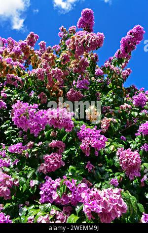 Blühende Bougainvillea (Bougainvillea glabra) in Ribeirao Preto, Sao Paulo, Brasilien Stockfoto