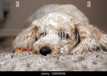 Ein Haustier-Kakapohund entspannt sich zu Hause Stockfoto