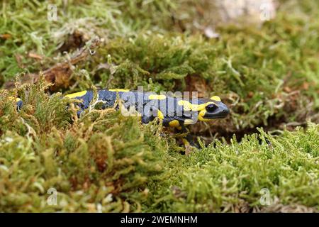 Feuersalamander (Salamandra salamandra), über Moos, Wildtiere, Nordrhein-Westfalen, Deutschland Stockfoto