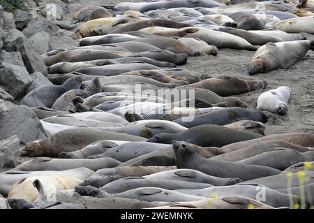 Kalifornische Seelöwen, Erwachsene und unteradulte männliche Seelöwen (Zalophus californianus), Monterey Bay, Pazifik, Kalifornien, USA Stockfoto