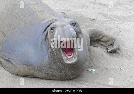 Kalifornische Seelöwen, Erwachsene und unteradulte männliche Seelöwen (Zalophus californianus), Monterey Bay, Pazifik, Kalifornien, USA Stockfoto