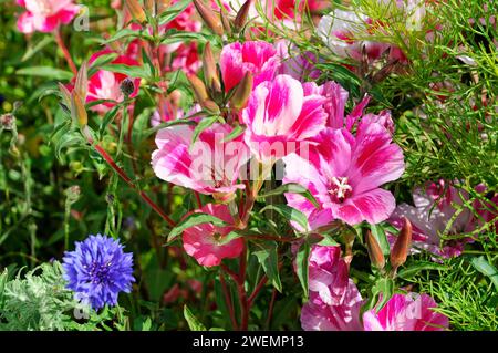 Vegitation, Küste in der Nähe von Big Sur, Pazifik, Kalifornien, USA Stockfoto