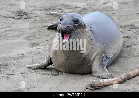 Kalifornische Seelöwen, Erwachsene und unteradulte männliche Seelöwen (Zalophus californianus), Monterey Bay, Pazifik, Kalifornien, USA Stockfoto