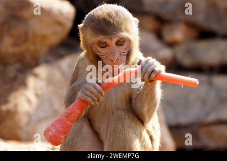 Puschkar, Indien. Januar 2024. Affen essen Karotten in Pushkar, Rajasthan, Indien am 25. Januar 2024. Foto: ABACAPRESS.COM Credit: Abaca Press/Alamy Live News Stockfoto