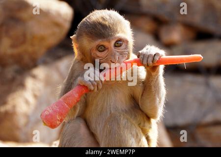 Puschkar, Indien. Januar 2024. Affen essen Karotten in Pushkar, Rajasthan, Indien am 25. Januar 2024. Foto: ABACAPRESS.COM Credit: Abaca Press/Alamy Live News Stockfoto