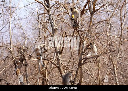 Puschkar, Indien. Januar 2024. Affen in Pushkar, Rajasthan, Indien am 25. Januar 2024. Foto: ABACAPRESS.COM Credit: Abaca Press/Alamy Live News Stockfoto