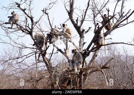 Puschkar, Indien. Januar 2024. Affen in Pushkar, Rajasthan, Indien am 25. Januar 2024. Foto: ABACAPRESS.COM Credit: Abaca Press/Alamy Live News Stockfoto