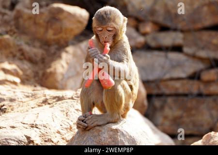 Puschkar, Indien. Januar 2024. Affen essen Karotten in Pushkar, Rajasthan, Indien am 25. Januar 2024. Foto: ABACAPRESS.COM Credit: Abaca Press/Alamy Live News Stockfoto