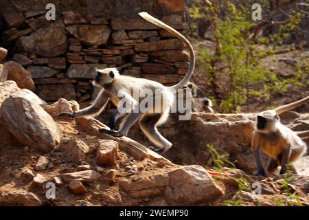 Puschkar, Indien. Januar 2024. Affen in Pushkar, Rajasthan, Indien am 25. Januar 2024. Foto: ABACAPRESS.COM Credit: Abaca Press/Alamy Live News Stockfoto