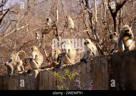 Puschkar, Indien. Januar 2024. Affen in Pushkar, Rajasthan, Indien am 25. Januar 2024. Foto: ABACAPRESS.COM Credit: Abaca Press/Alamy Live News Stockfoto