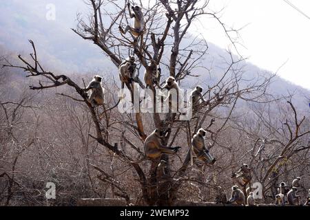 Puschkar, Indien. Januar 2024. Affen in Pushkar, Rajasthan, Indien am 25. Januar 2024. Foto: ABACAPRESS.COM Credit: Abaca Press/Alamy Live News Stockfoto