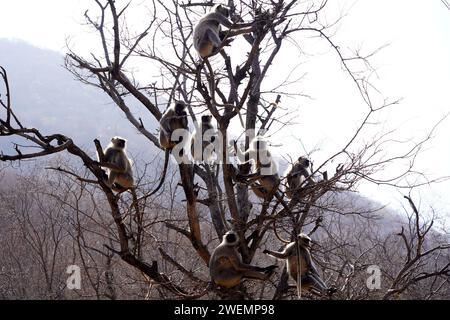 Puschkar, Indien. Januar 2024. Affen in Pushkar, Rajasthan, Indien am 25. Januar 2024. Foto: ABACAPRESS.COM Credit: Abaca Press/Alamy Live News Stockfoto