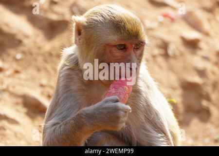 Puschkar, Indien. Januar 2024. Affen essen Karotten in Pushkar, Rajasthan, Indien am 25. Januar 2024. Foto: ABACAPRESS.COM Credit: Abaca Press/Alamy Live News Stockfoto