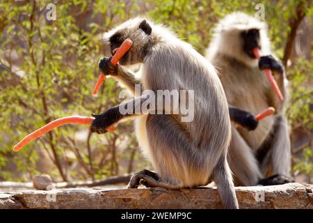 Puschkar, Indien. Januar 2024. Affen essen Karotten in Pushkar, Rajasthan, Indien am 25. Januar 2024. Foto: ABACAPRESS.COM Credit: Abaca Press/Alamy Live News Stockfoto