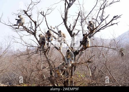 Puschkar, Indien. Januar 2024. Affen in Pushkar, Rajasthan, Indien am 25. Januar 2024. Foto: ABACAPRESS.COM Credit: Abaca Press/Alamy Live News Stockfoto