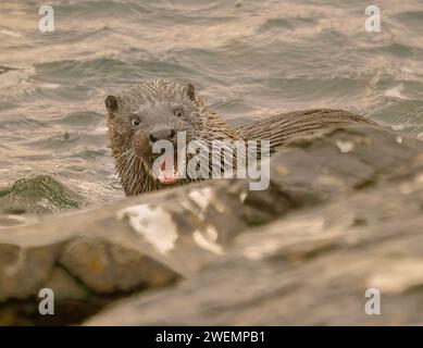 DIESES URKOMISCHE BILD zeigt eine süße Otter-Frau, die sich am 23. Januar auf der schottischen Isle of Mull aufgeregt hat Stockfoto