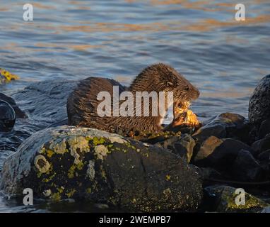 Das Mittagessen ist wichtig SCHOTTLAND DIESES URKOMISCHE BILD zeigt eine süße Otterin, die sich am 2. Januar auf der Isle of Mull in Schottland aufgeregt hat Stockfoto