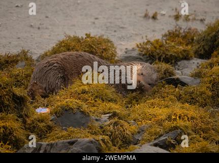 DIESES URKOMISCHE BILD zeigt eine süße OTTERIN, die sehr aufgeregt ist, ihren Gefährten auf der Isle of Mull zu sehen. Stockfoto