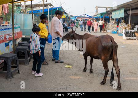 Mumbai, Maharashtra, Indien, Indianerin füttert eine braune Kuh auf der Straße, nur Editorial. Stockfoto