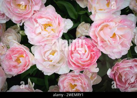 Blumen in den Niederlanden Stockfoto